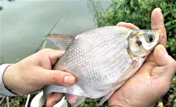 鳊鱼吃什么食物为主