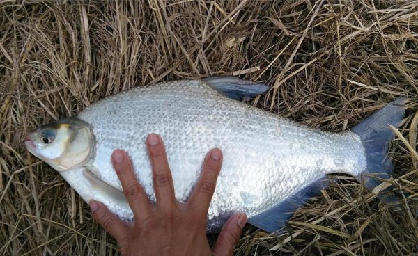 鳊鱼吃什么食物为主