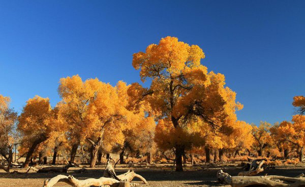 黑水城遗址在什么地方