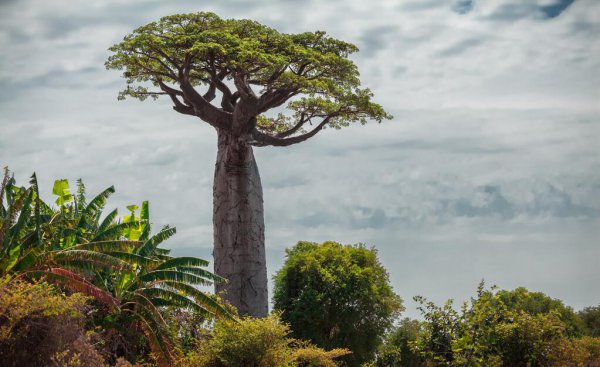 世界岛屿面积排名前十国家