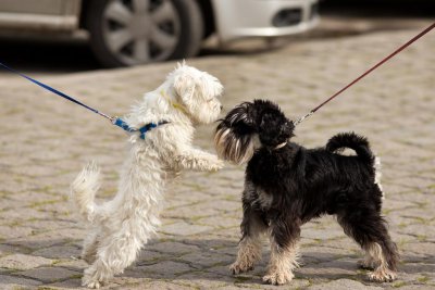 十大最听话的狗排名 最听话的小型犬品种排行榜前十名