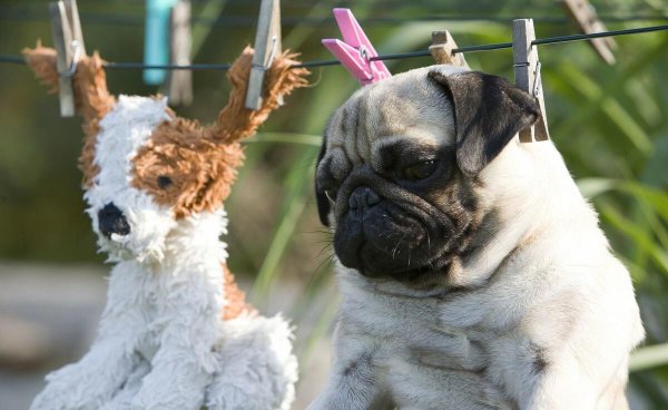 十大最听话的狗排名