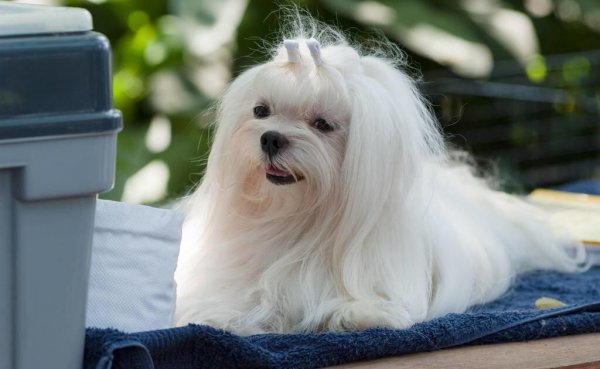 十大最听话的狗排名