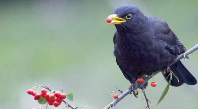 鸫鸟是什么鸟 鸫鸟的特点资料简介和品种图片