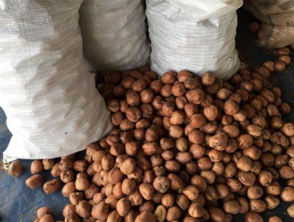 佛心果是什么树的果实