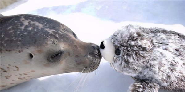 委内瑞拉面积和人口数量介绍