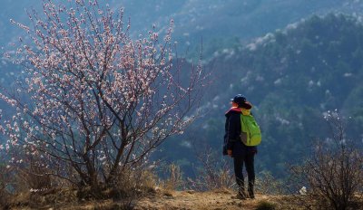 菊花酒是在什么节日喝 喝菊花酒习俗是哪个传统节日