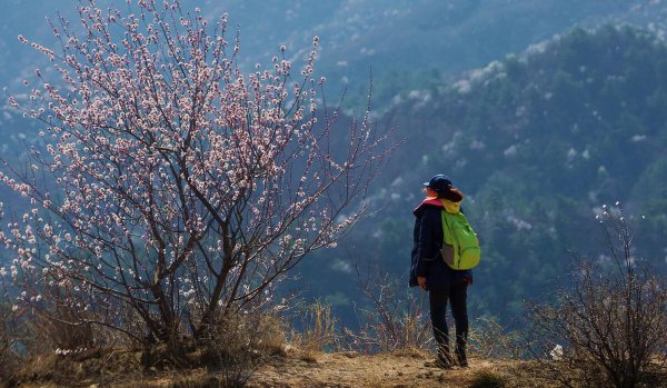 菊花酒是在什么节日喝