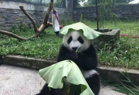 绿帽子的来历是怎么来的