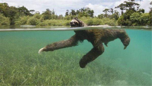 水猴子长什么样子的图片