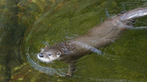 水猴子长什么样子的图片