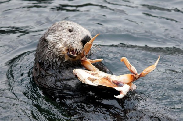 水猴子长什么样子的图片