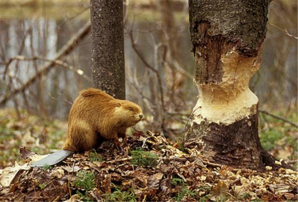 水猴子长什么样子的图片