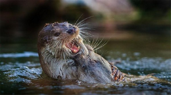 水猴子长什么样子的图片
