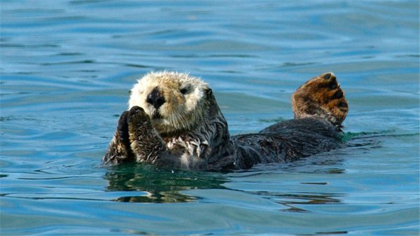 水猴子长什么样子的图片