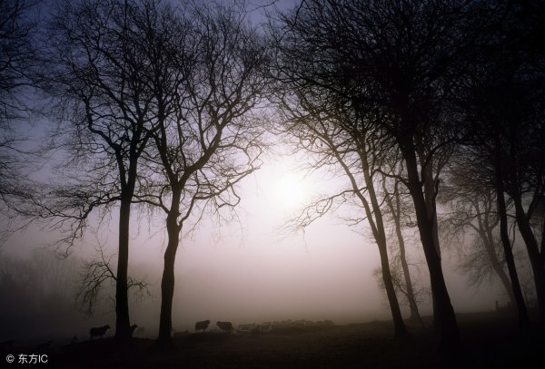 五大仙的柳仙是什么仙