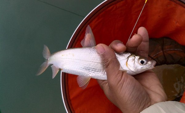 黄尾鱼爱吃什么饵料