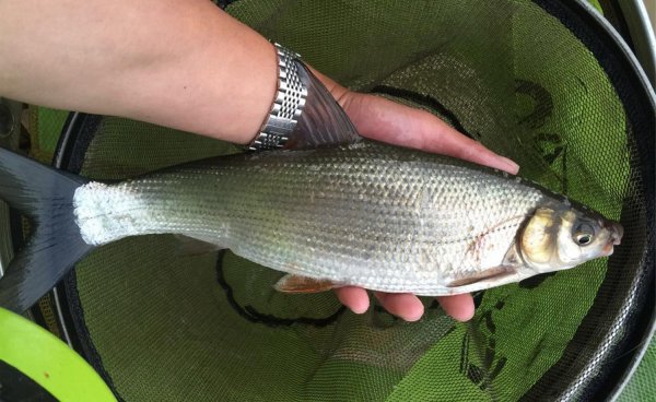 黄尾鱼爱吃什么饵料