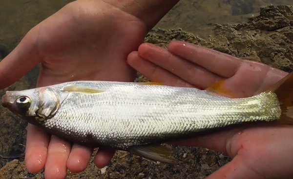黄尾鱼爱吃什么饵料