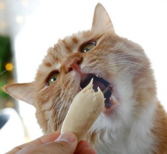 十种简单的自制猫咪食谱 自己在家如何自制简易猫饭