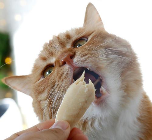 十种简单的自制猫咪食谱