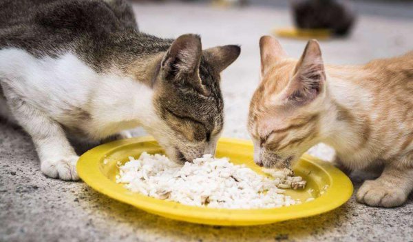 十种简单的自制猫咪食谱