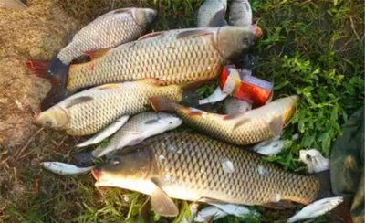 经典鲤鱼饵料配方 野钓鲤鱼自制饵料中的最佳配方必看