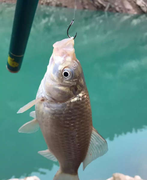 为什么伊势尼鱼钩容易跑鱼