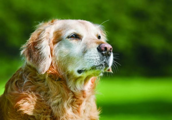 狗临死前最后一叫声代表什么