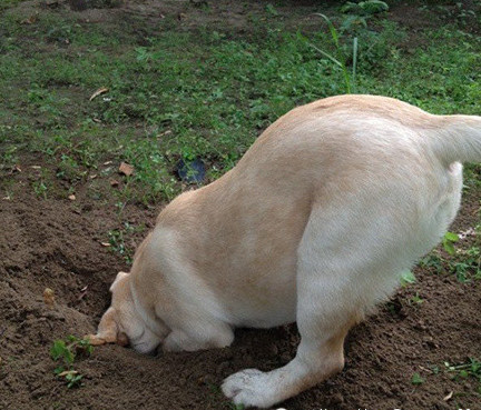 狗临死前最后一叫声代表什么