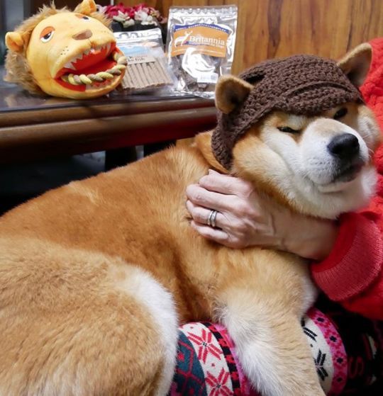 狗临死前最后一叫声代表什么