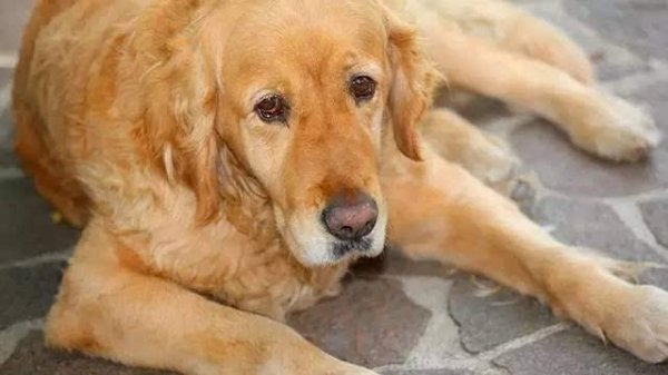 狗临死前最后一叫声代表什么