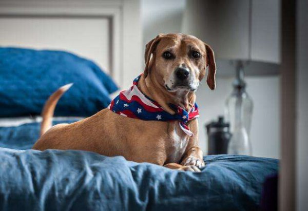 狗临死前最后一叫声代表什么