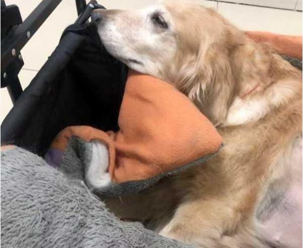 狗临死前最后一叫声代表什么