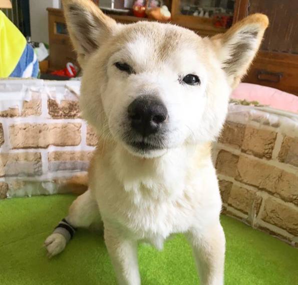 狗临死前最后一叫声代表什么