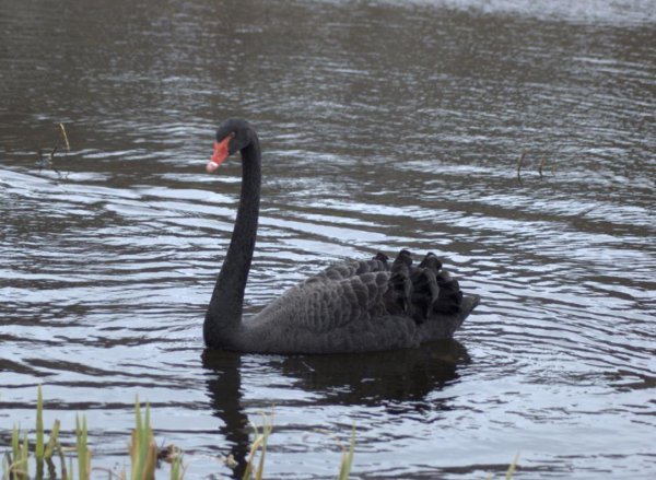 黑犀牛和黑天鹅是什么意思