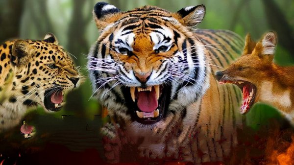 老虎为什么打不过黑豹