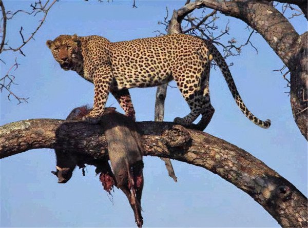 老虎为什么打不过黑豹