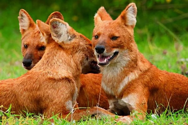 老虎为什么打不过黑豹