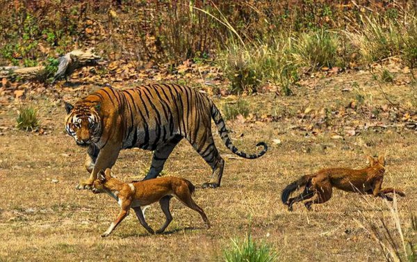 老虎为什么打不过黑豹