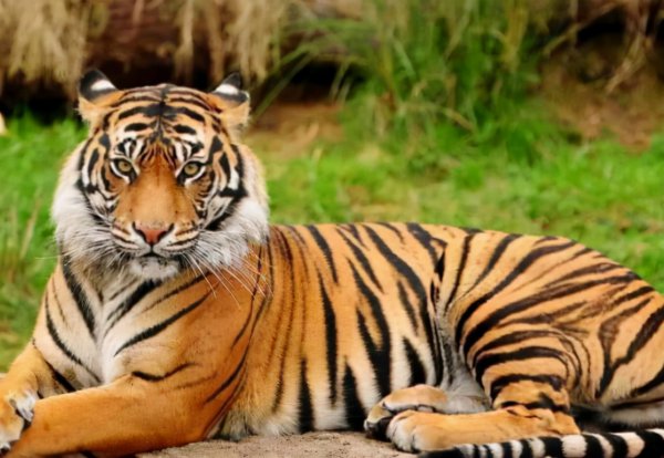 老虎为什么打不过黑豹