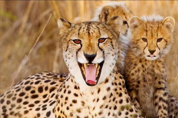 老虎为什么打不过黑豹