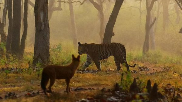 老虎为什么打不过黑豹