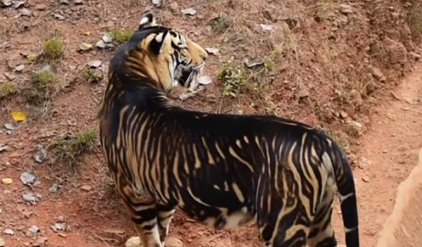 老虎为什么打不过黑豹