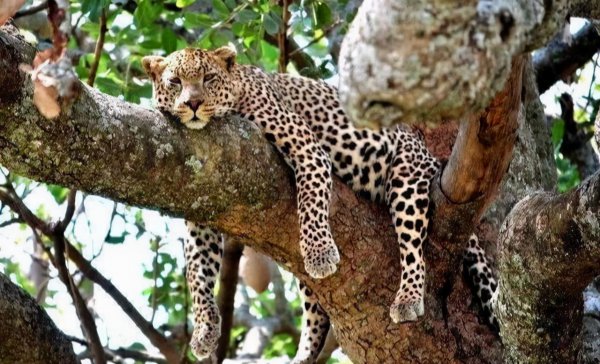 老虎为什么打不过黑豹