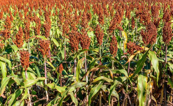 贵州茅台酒是什么香型