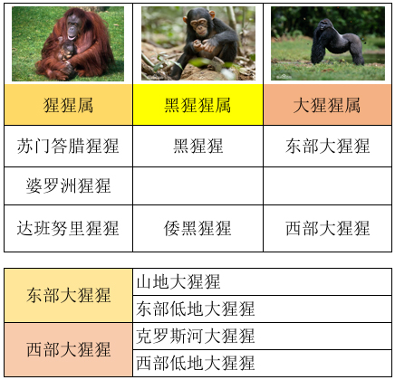 热带雨林有什么动物