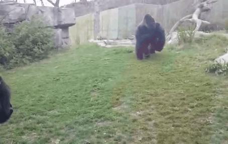 热带雨林有什么动物