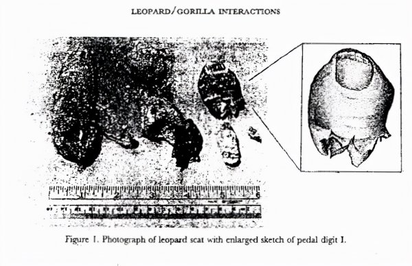 热带雨林有什么动物