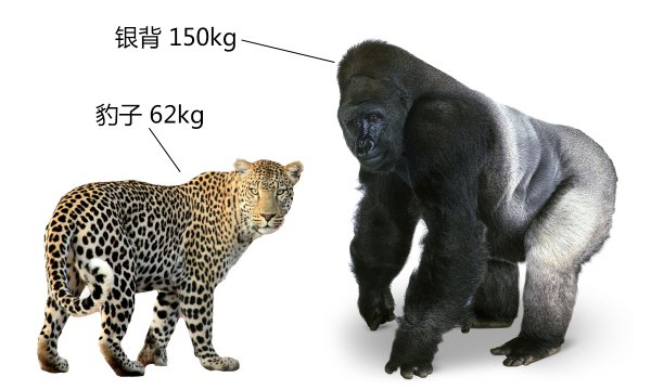 热带雨林有什么动物